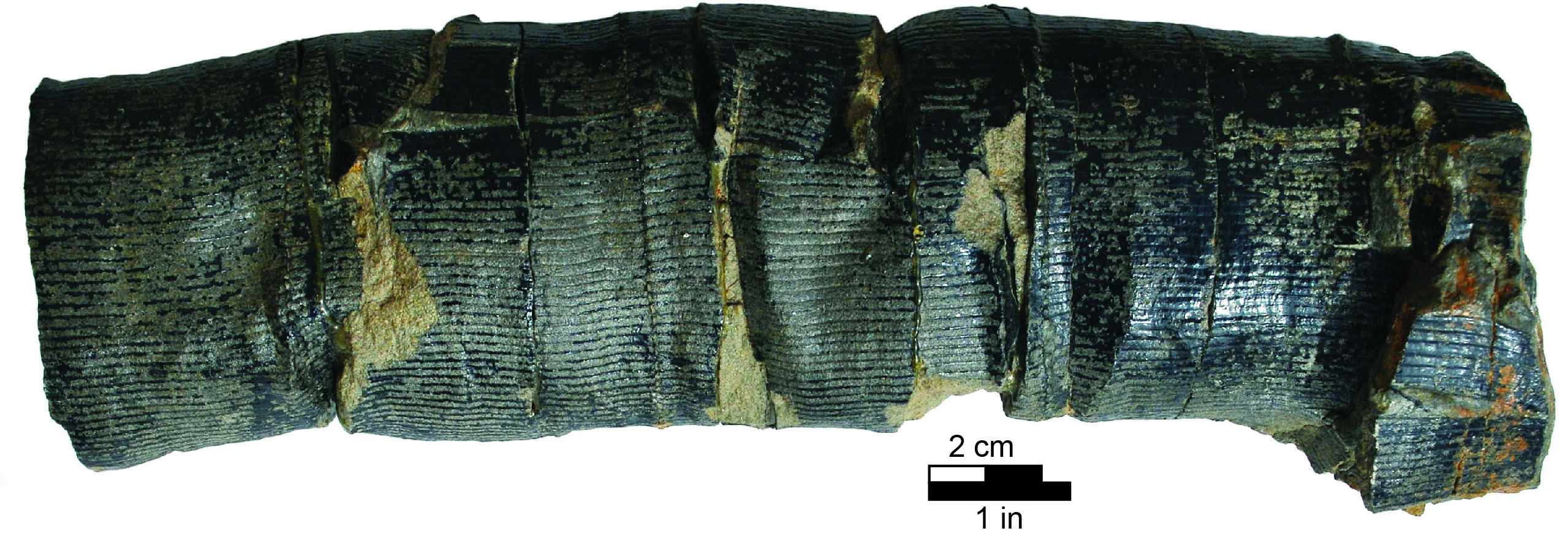 Fossil Calamites branch or trunk
